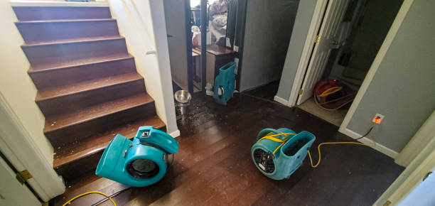 Best Mold removal after water damage  in Elk River, MN