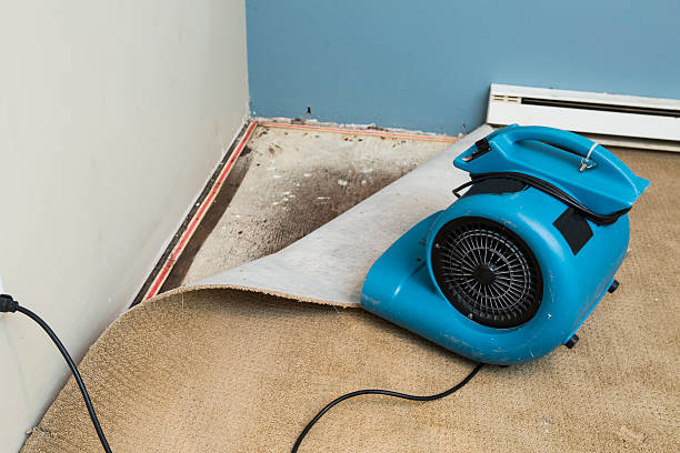 Best Professional water damage repair  in Elk River, MN